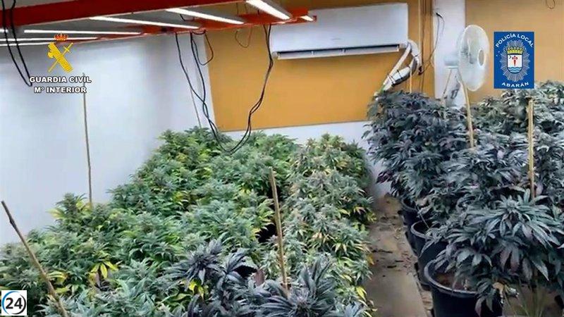 Desmantelan en Abarán un sofisticado cultivo ilegal de cannabis.