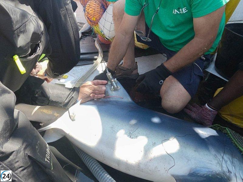 Científicos inician el marcado de tintoreras en Cartagena para fortalecer su protección.