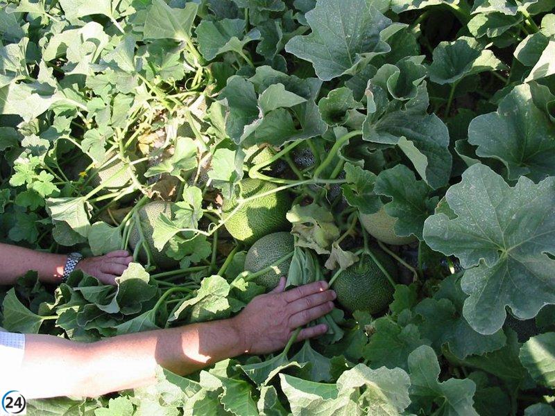 La Comunidad destina 24 millones a anticipos de la PAC para apoyar a más de 8.000 agricultores y ganaderos.