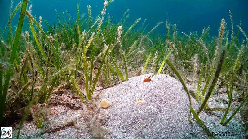 Nuevas técnicas del IEO-CSIC impulsan la restauración de praderas de Cymodocea nodosa en el Mar Menor.