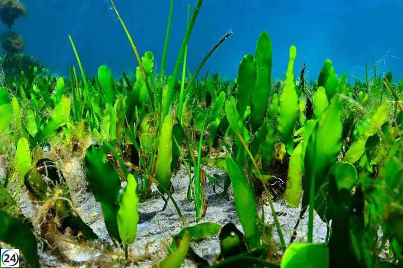 El Mar Menor comienza a renacer: primeras señales de recuperación en sus praderas marinas tras crisis ecológica de ocho años.