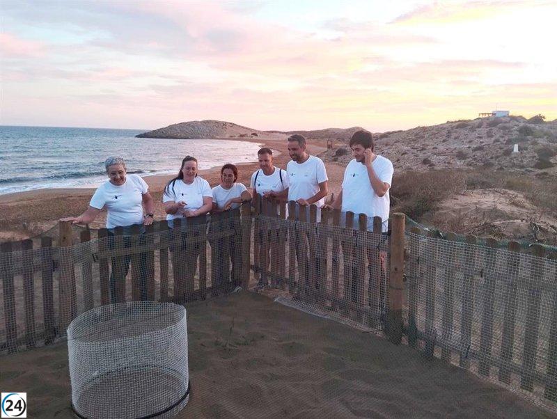 El Gobierno regional resalta el papel fundamental de los voluntarios en la protección de la tortuga boba.