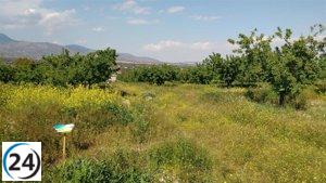 Crean un espacio experimental para evaluar el impacto positivo de los polinizadores en los cultivos de almendros.