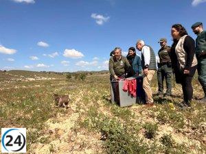 Murcia fortalece la población de linces ibéricos con la inclusión de Wonders, un cachorro huérfano de Extremadura.