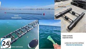 Se extingue una variedad de cultivo de ostras en el proyecto REMEDIOS del Mar Menor.
