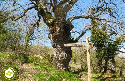 ¡Viva la naturaleza! La ruta de los robles centenarios en Murcia