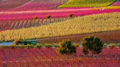 La Huerta de Murcia en flor: flores, olores y actividades al aire libre