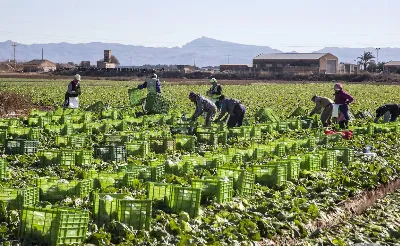 Cómo la agricultura local fue clave para la economía de Murcia