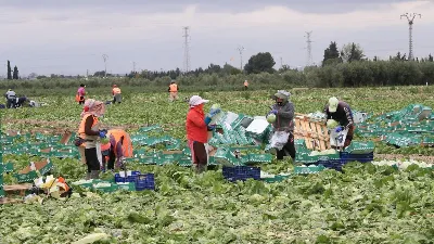 ¿Qué tan importante es la agricultura en Murcia?