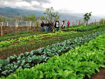 Historia de la agricultura en la región de Murcia