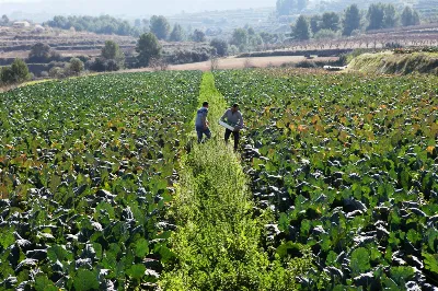 La agricultura ecológica en la región de Murcia