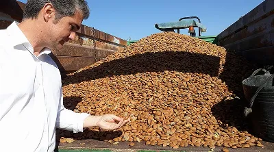 La almendra murciana: pequeña pero potente