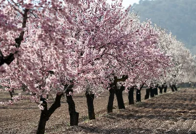 La floración de los almendros: un espectáculo natural en Murcia