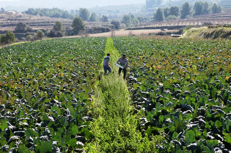 La agricultura ecológica en la región de Murcia