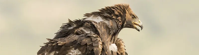 Avistar la fauna autóctona de la sierra murciana